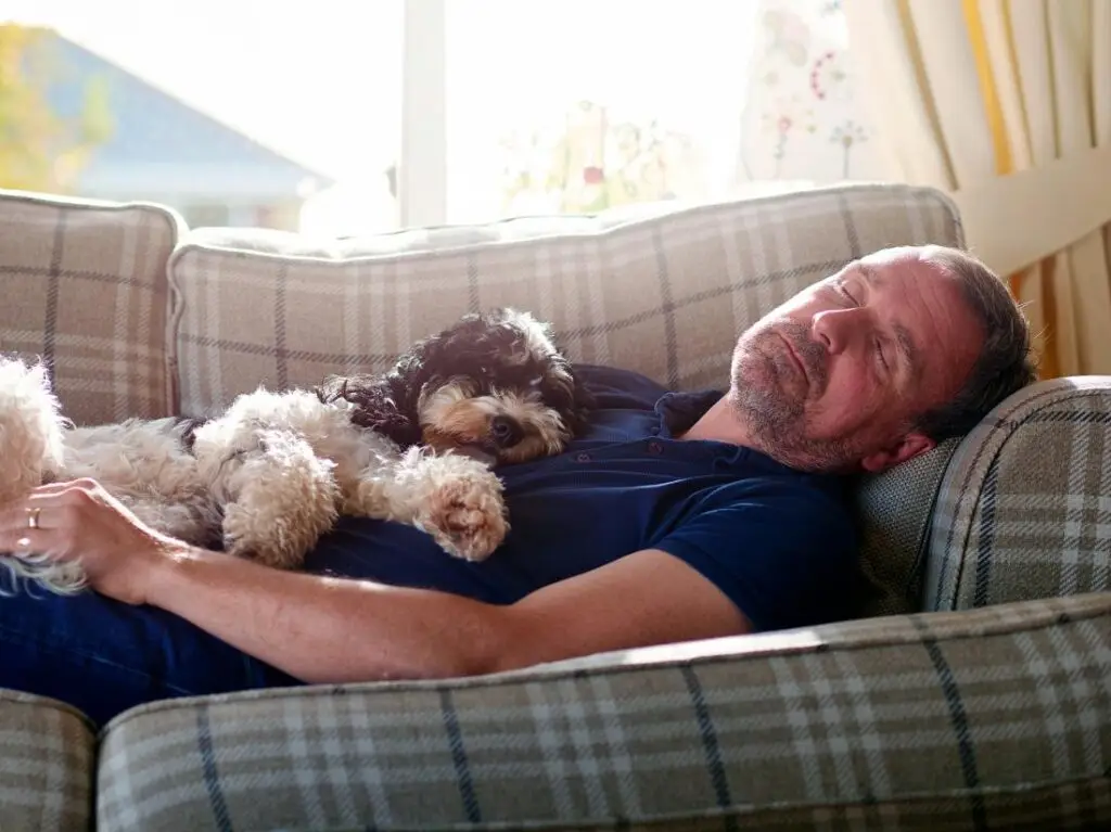 Homme endormi sur un canapé tenant un petit chien noir et blanc contre lui, tous deux profitant d'un moment de repos.