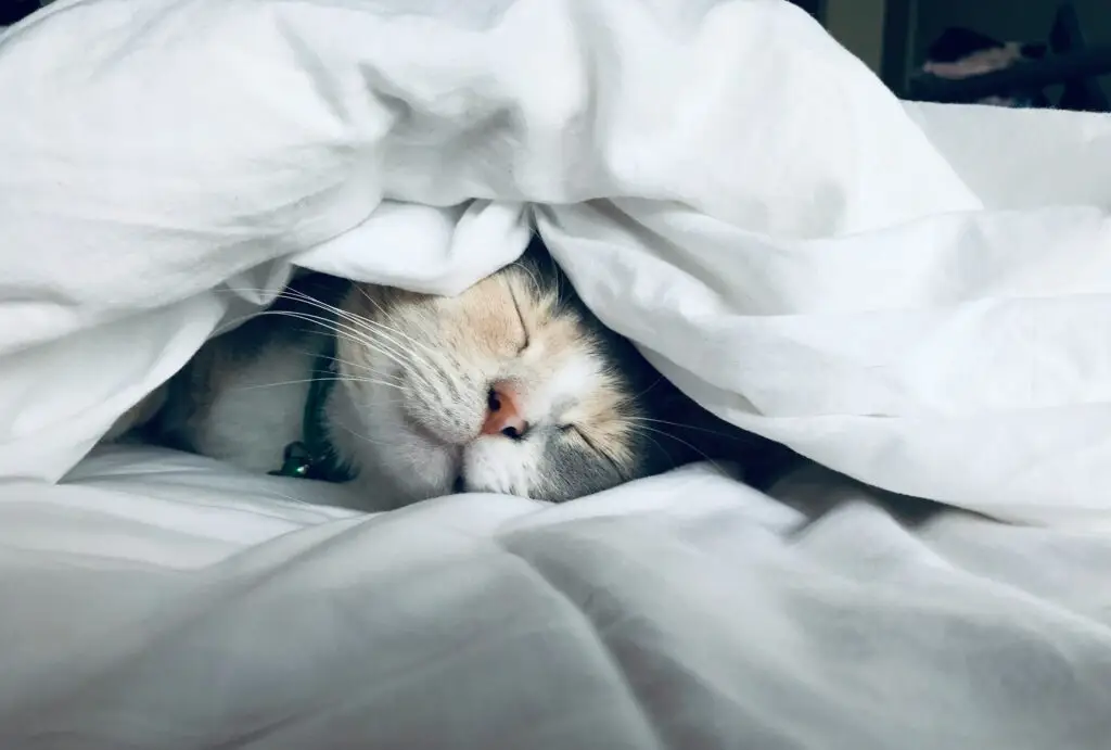 hat endormi sous une couette blanche, symbole de sommeil profond et réparateur.